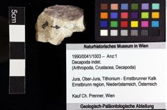 Foto (Objket + Etiketten) von Decapoda indet. 